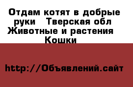 Отдам котят в добрые руки - Тверская обл. Животные и растения » Кошки   